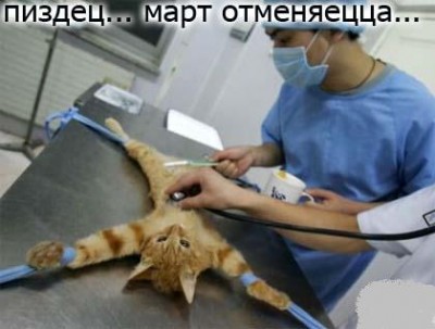 Кот.JPG