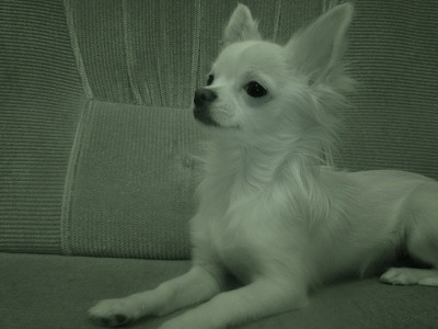 Карликовый ВОЛКОДАВ