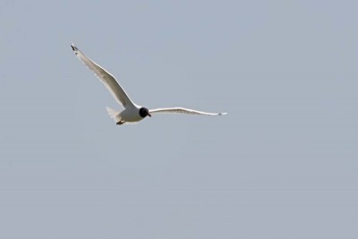 IMG_3068.jpg