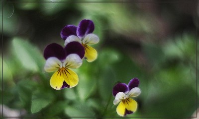 IMG_3778.jpg