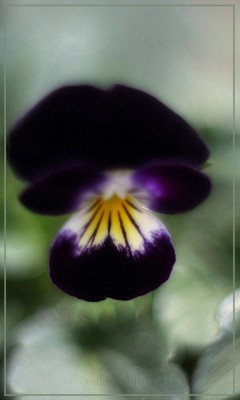 IMG_3798.jpg