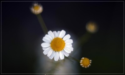 IMG_3930.jpg