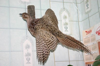 IMG_3866.jpg