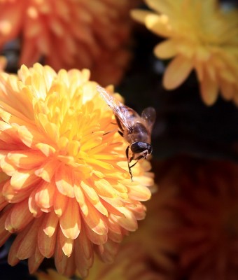 вроде сигма 70-300