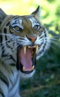 tigers1-187x300.jpg