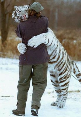 1166604_objatja_s_tigrom_jpg[1].jpg