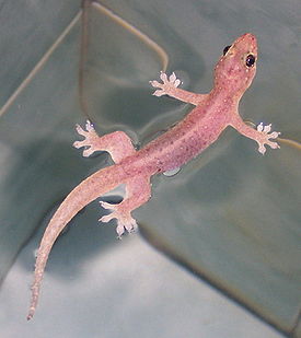275px-Gehyra_mutil_050307_003_tdp.jpg