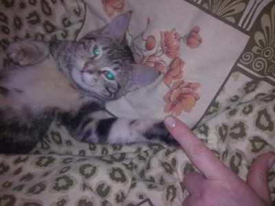 рОЖАЕТ ЧАСТО, не буду выкладывать фото котят...страниц не хватит...