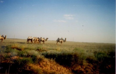 местные &quot;корабли&quot;...