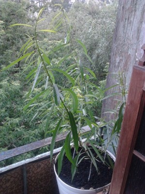 Фото0037 (Копировать).jpg