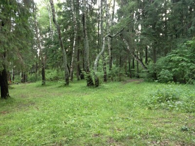 лес