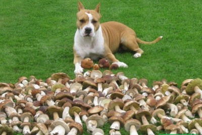 Самый удачный 2010 год по сбору боровиков.jpeg