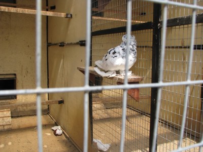 Этот голубь размером с мелкую курицу. Внизу обычный, для сравнения.