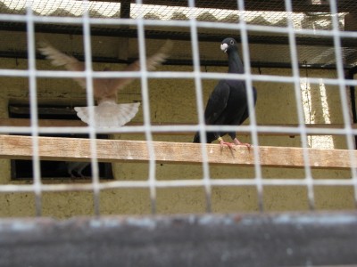 Вот это клювер!