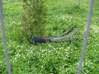 Павлины говоришь???