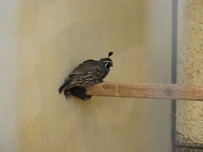 Прикольная птичка.