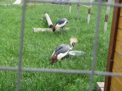 Журавель какой-то...