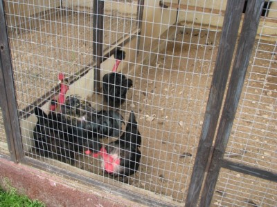 Эти прикольные с лысой шеей.