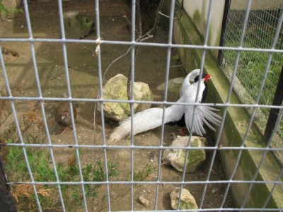 танцуетт :-)