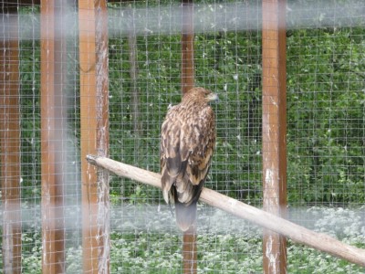 Гордый птиц