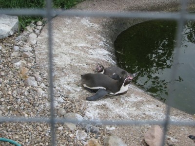 Пингвины Гумбольта