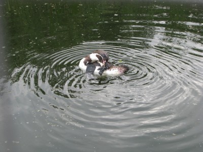 Еще гвинпин