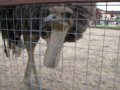 Страусятина