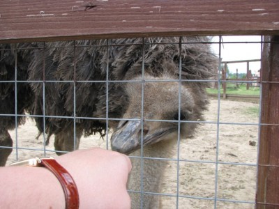 Знакомимся.