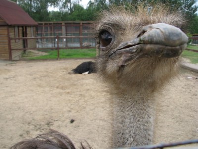 Глаза в глаза