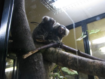 Обезьянки с морскую свинку размером