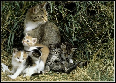 Дача Евгения осенью