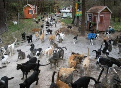 Дача Евгения весной