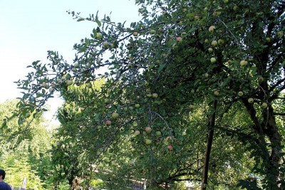 Дикие яблоки и груши, растут буквально на каждом квадратном метре, основа для чачи.
