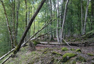 96.jpg