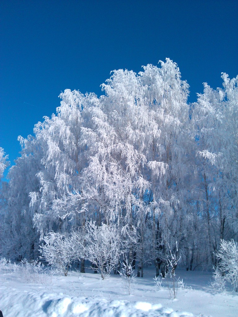 IMG_20130126_144959.jpg