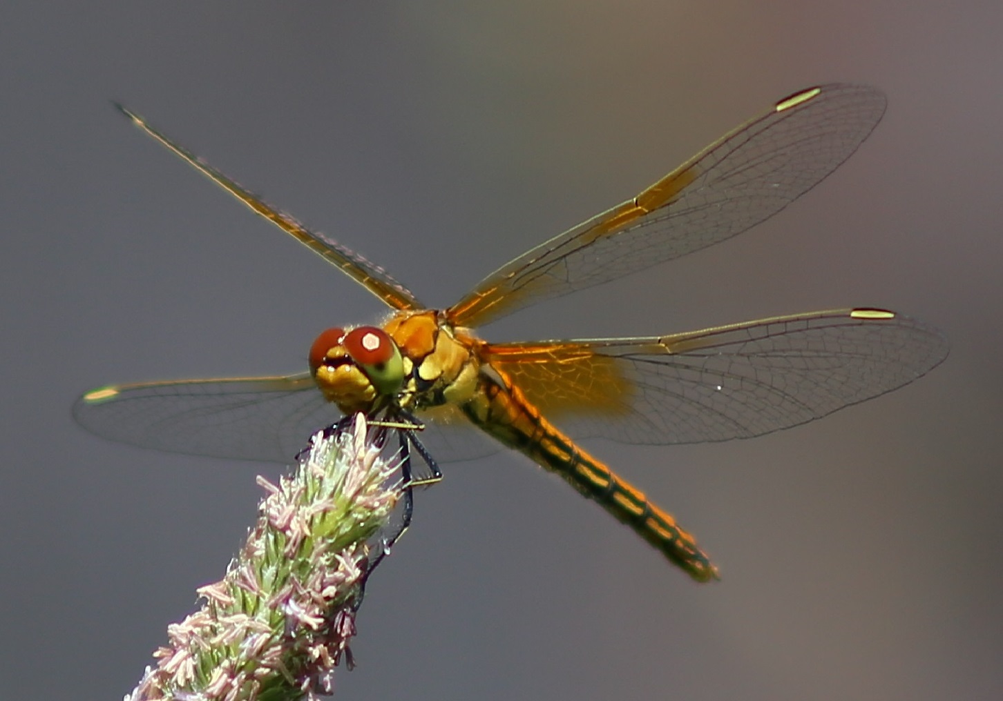 IMG_8084.jpg