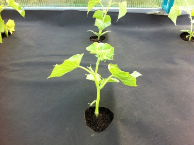 вот так все начиналось