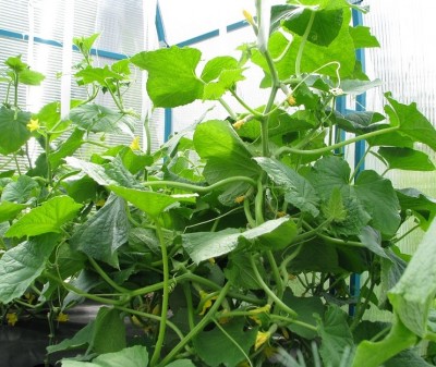 огурец под каждым листом