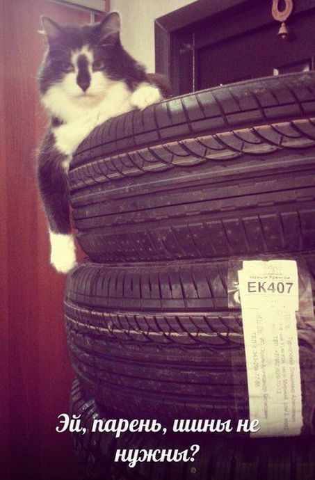 auto_prikoli_39.jpg
