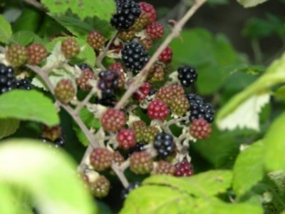 DSCN3595.JPG