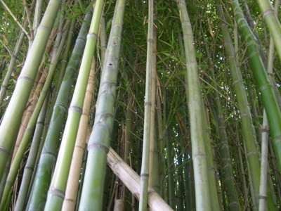 DSCN3186.JPG