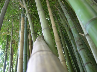 DSCN3187.JPG